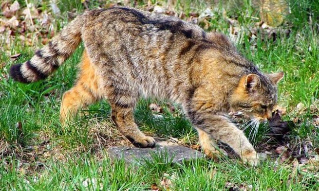 На Крите поймали "легендарную" дикую кошку