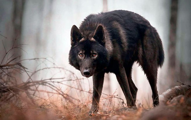 Волки разбрелись по всей Греции: они пришли на поле в Серресе, когда фермер на нем работал