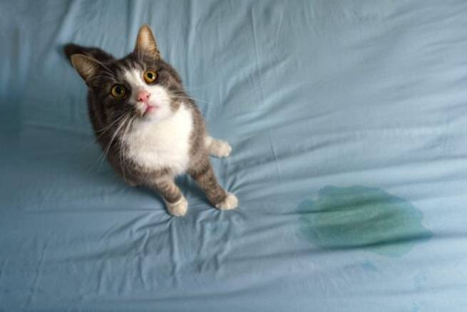 Мстит? Обижается? Почему кошка "ведет себя плохо" и метит вашу постель (видео)