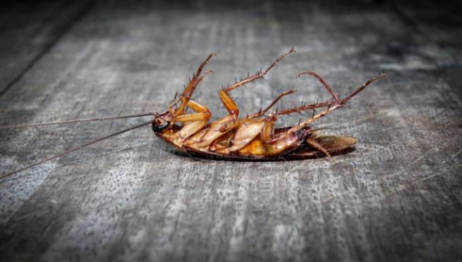 Чем опасны тараканы и как от них избавиться