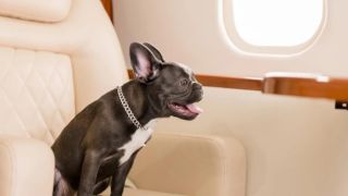 Bark Air: в мае стартует новая авиакомпания, специализирующаяся на перевозке домашних животных