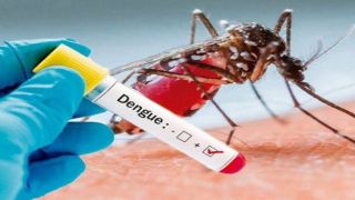 "Комариные" болезни гуляют по Европе и добрались до Крыма