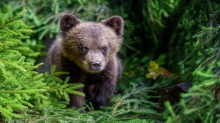 Кастория: медвежонок потерялся во дворе отеля