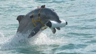 Российский военный флот охраняют боевые дельфины?