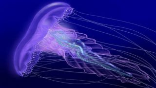 "Двойное нападение" фиолетовой медузы в Ханье