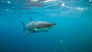 Турция: на акулу со шваброй, или "все хорошо, что хорошо кончается" (видео)