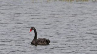 Черный лебедь в дельте реки Эврос