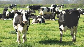 В Дании введут налог для животноводов за парниковые газы, выделяемые скотом (видео)