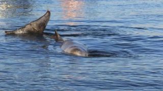 Уникальное зрелище: кит проплыл рядом с парусником в Ионическом море