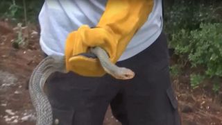Салоники: в душевой дома нашли двухметровую змею
