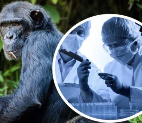 Все об оспе обезьян: причины, симптомы, распространение, исход, профилактика