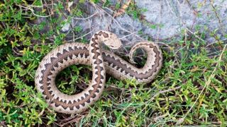 Южная Эвия: змеи забираются на машины и прячутся в ведрах