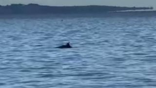 Сегодня утром в Термаикосе появились дельфины