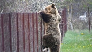 В Греции увеличилась популяция медведей