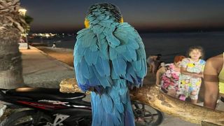 Греческий отель оштрафован за использование попугаев для привлечения гостей
