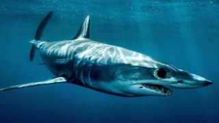 Ларнака: у берега заметили акулу-мако