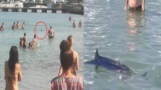 На греческом пляже появилась огромная рыбина, испугав всех купальщиков
