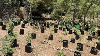 Беотия: огромная плантация гашиша с 1714 саженцами конопли обнаружена в лесу