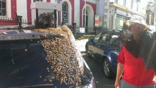 Пчелиный рой атаковал пассажиров автомобиля – двое существенно пострадали