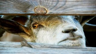 Трагедия в Ламии: женщина, которую забодал козел, умерла от редкой инфекции