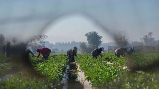 10 июня открылась онлайн-платформа для сезонных рабочих из Египта