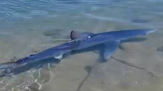 На мелководье в Глифаде "заблудилась" акула (видео)